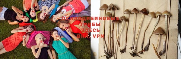 прущие грибы Армянск